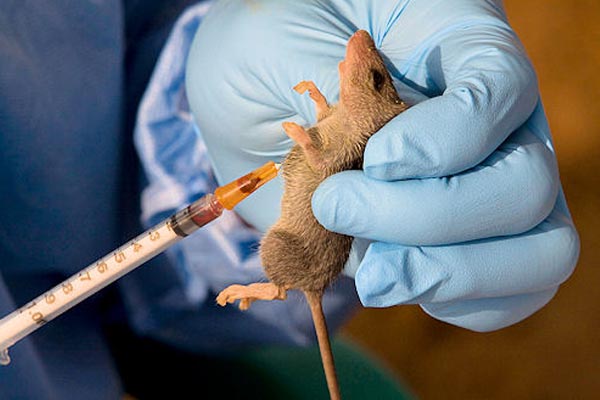 Suspected Lassa Fever Outbreak: KDSG orders prompt investigation